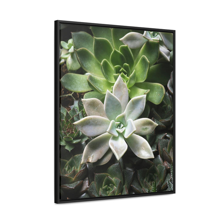 Succulent Array - Canvas with Frame - Visiting This World