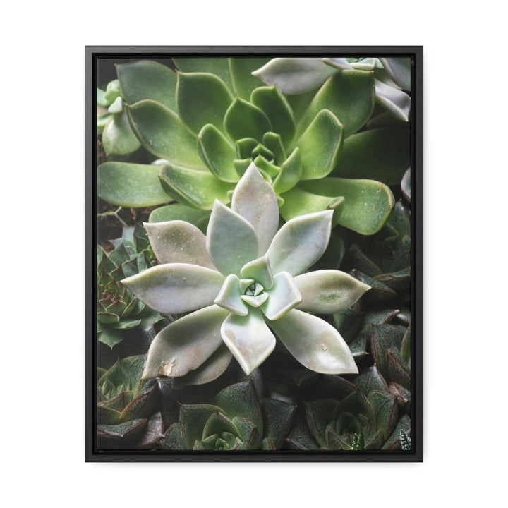 Succulent Array - Canvas with Frame - Visiting This World