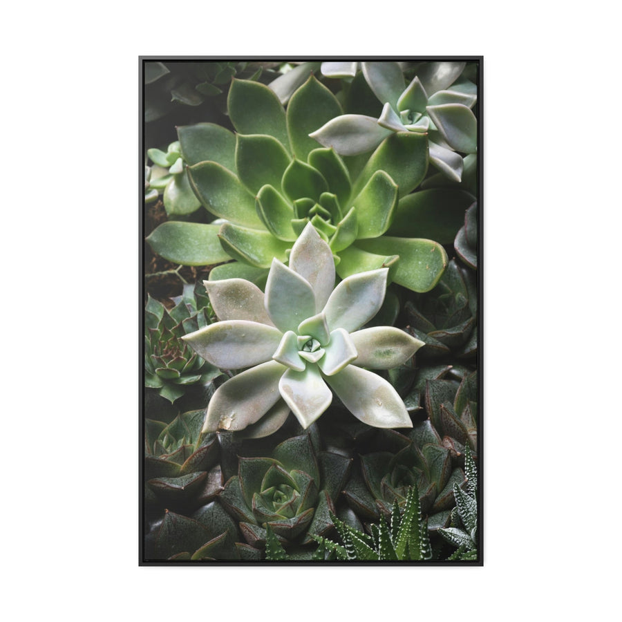 Succulent Array - Canvas with Frame - Visiting This World