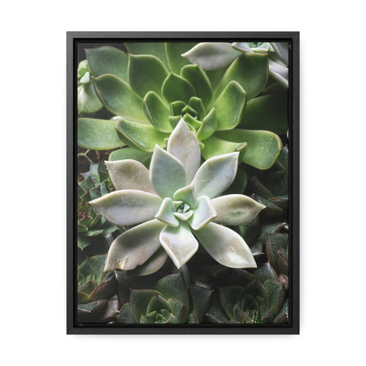 Succulent Array - Canvas with Frame - Visiting This World