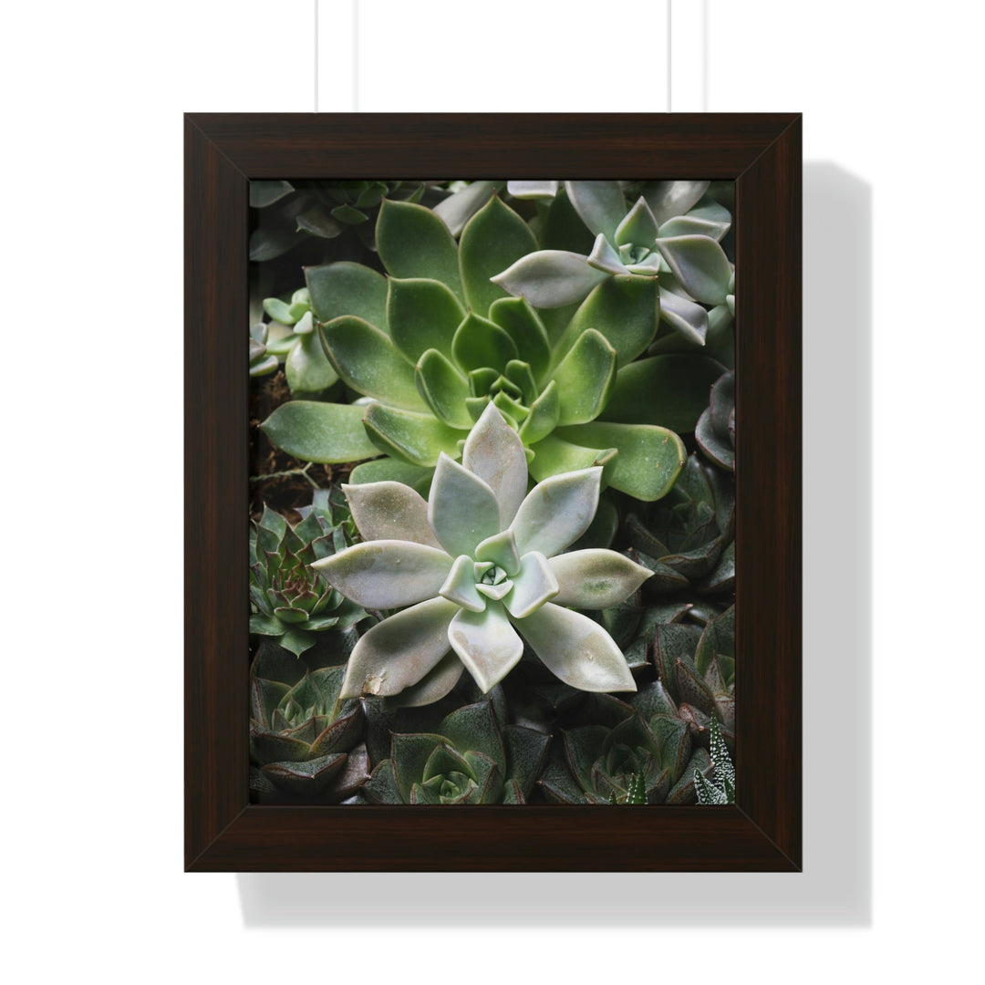 Succulent Array - Framed Print - Visiting This World