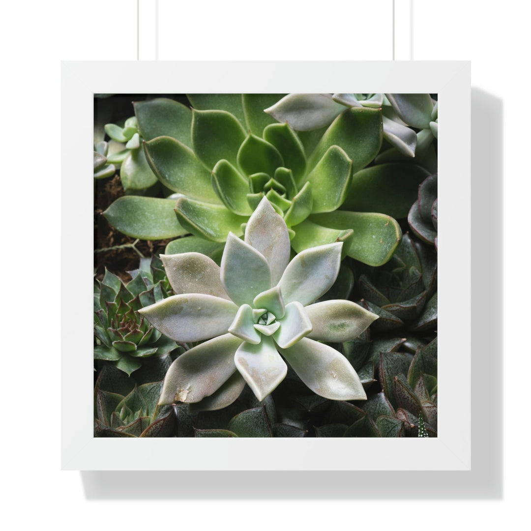 Succulent Array - Framed Print - Visiting This World