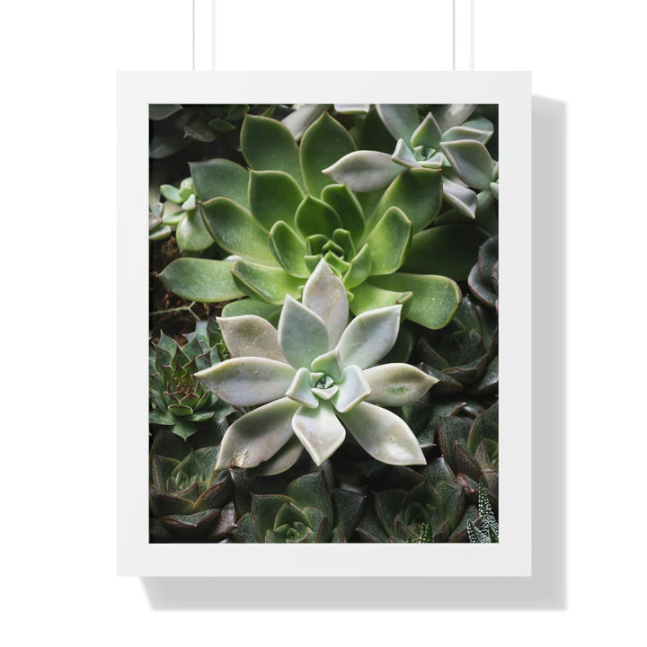 Succulent Array - Framed Print - Visiting This World