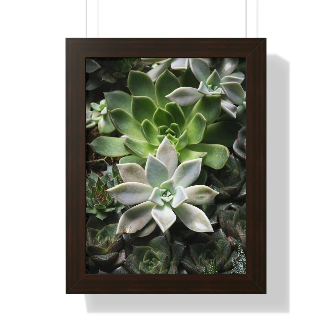 Succulent Array - Framed Print - Visiting This World