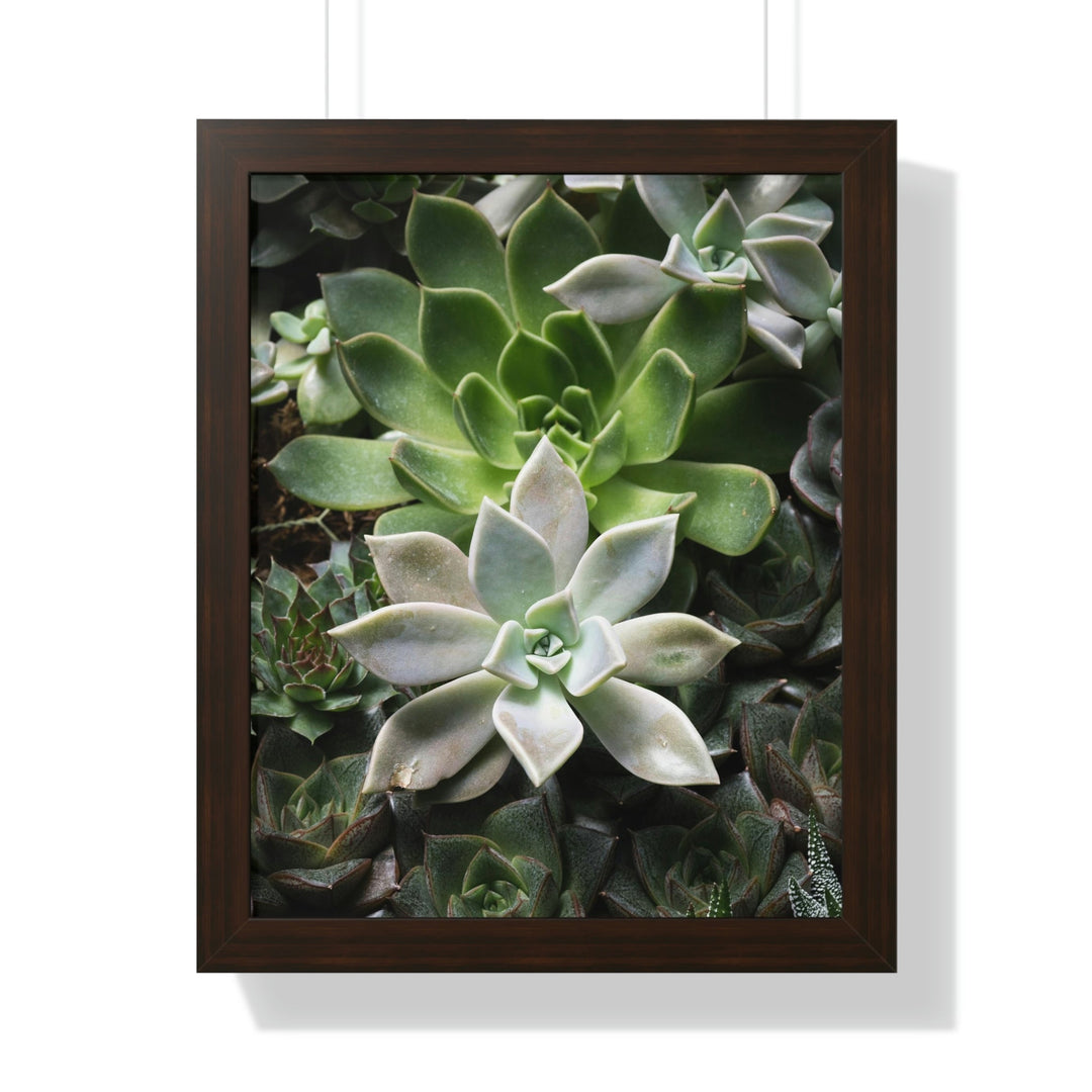 Succulent Array - Framed Print - Visiting This World