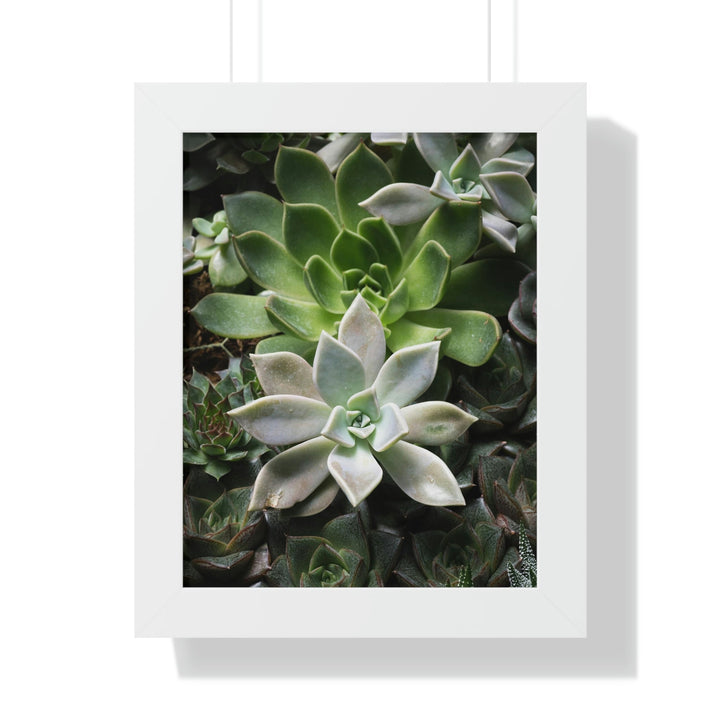 Succulent Array - Framed Print - Visiting This World