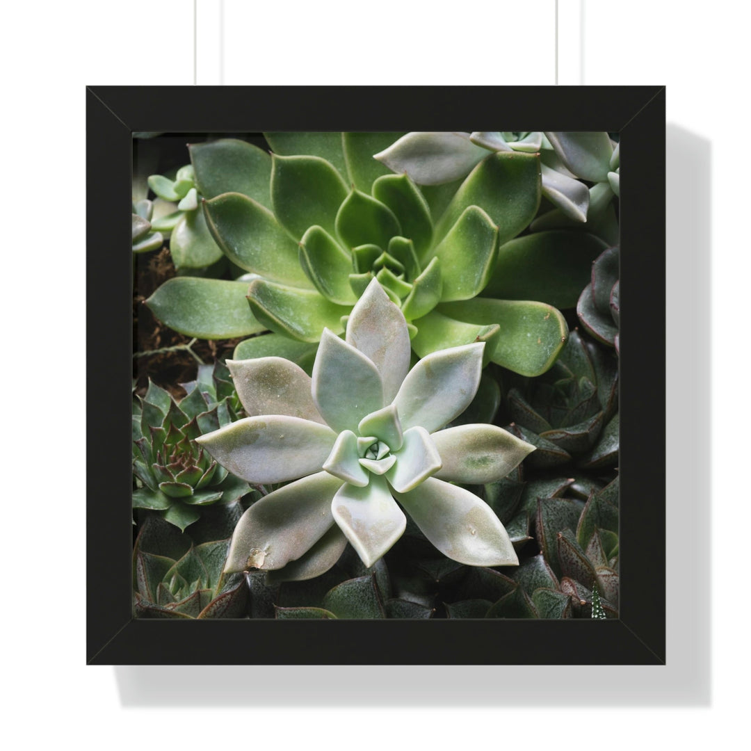 Succulent Array - Framed Print - Visiting This World