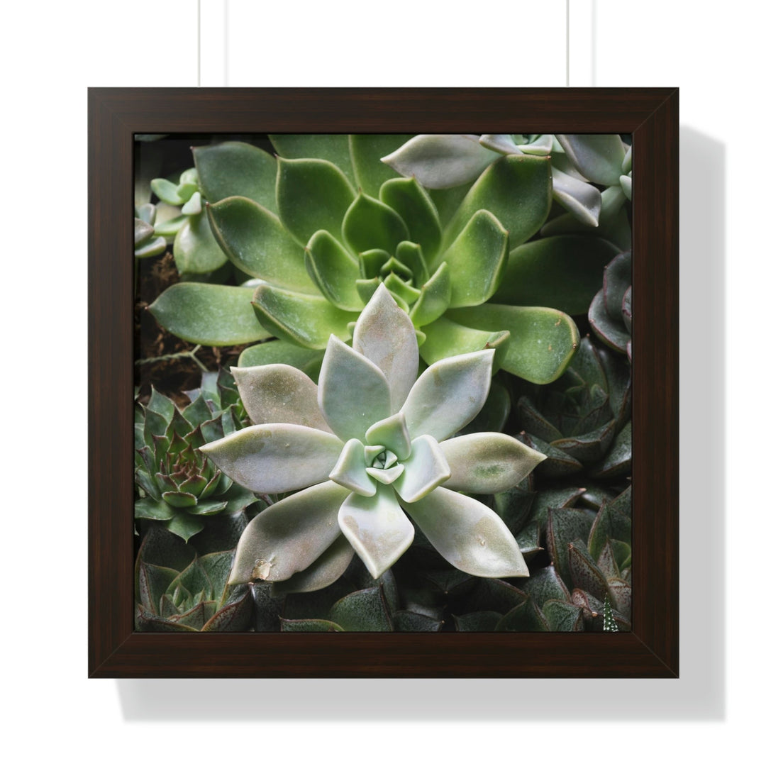 Succulent Array - Framed Print - Visiting This World