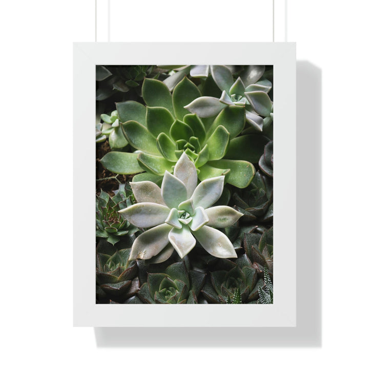 Succulent Array - Framed Print - Visiting This World