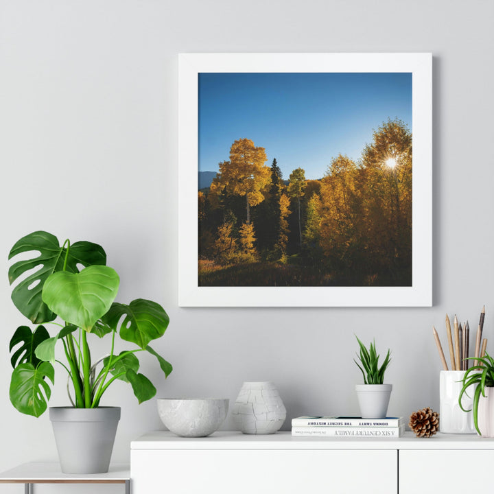 Sun Through the Aspens - Framed Print - Visiting This World