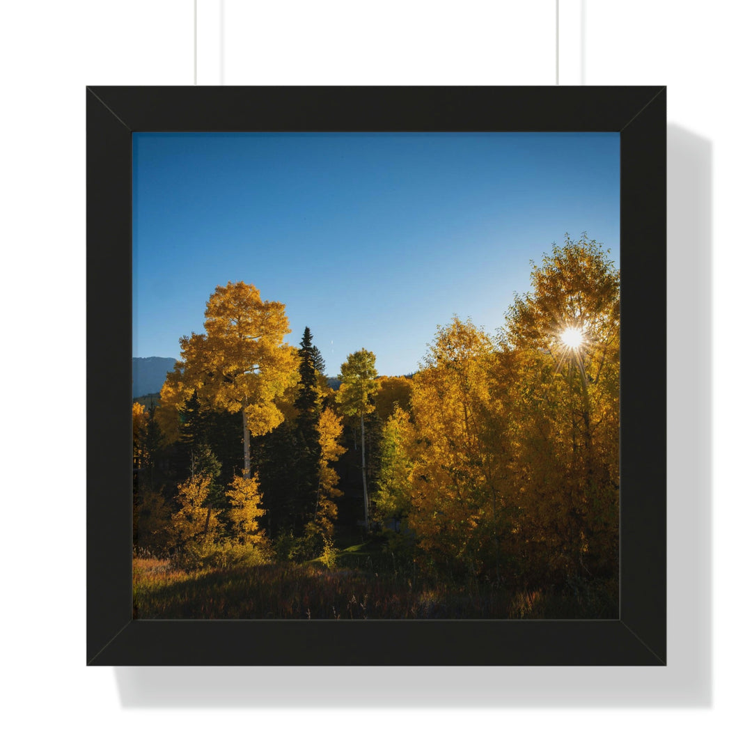 Sun Through the Aspens - Framed Print - Visiting This World