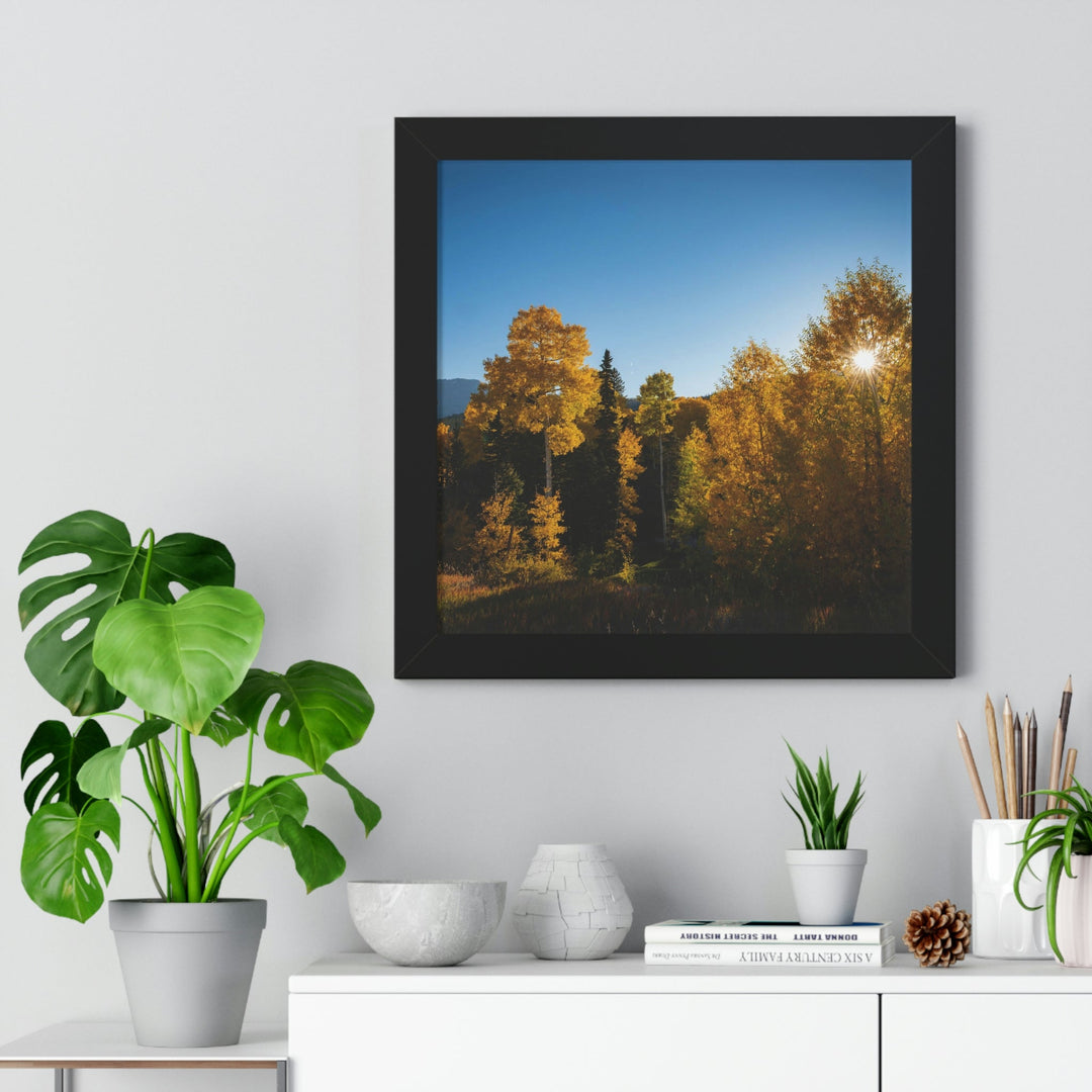 Sun Through the Aspens - Framed Print - Visiting This World