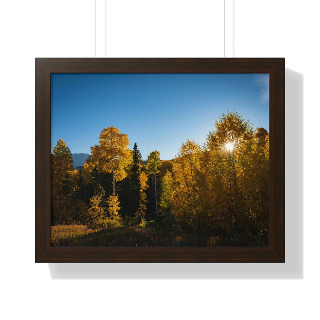 Sun Through the Aspens - Framed Print - Visiting This World