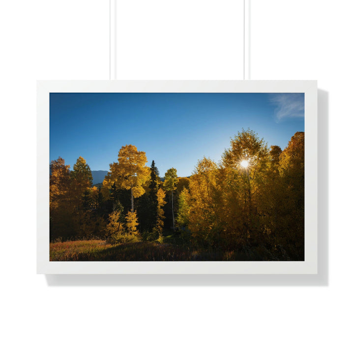 Sun Through the Aspens - Framed Print - Visiting This World