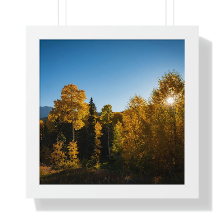 Sun Through the Aspens - Framed Print - Visiting This World