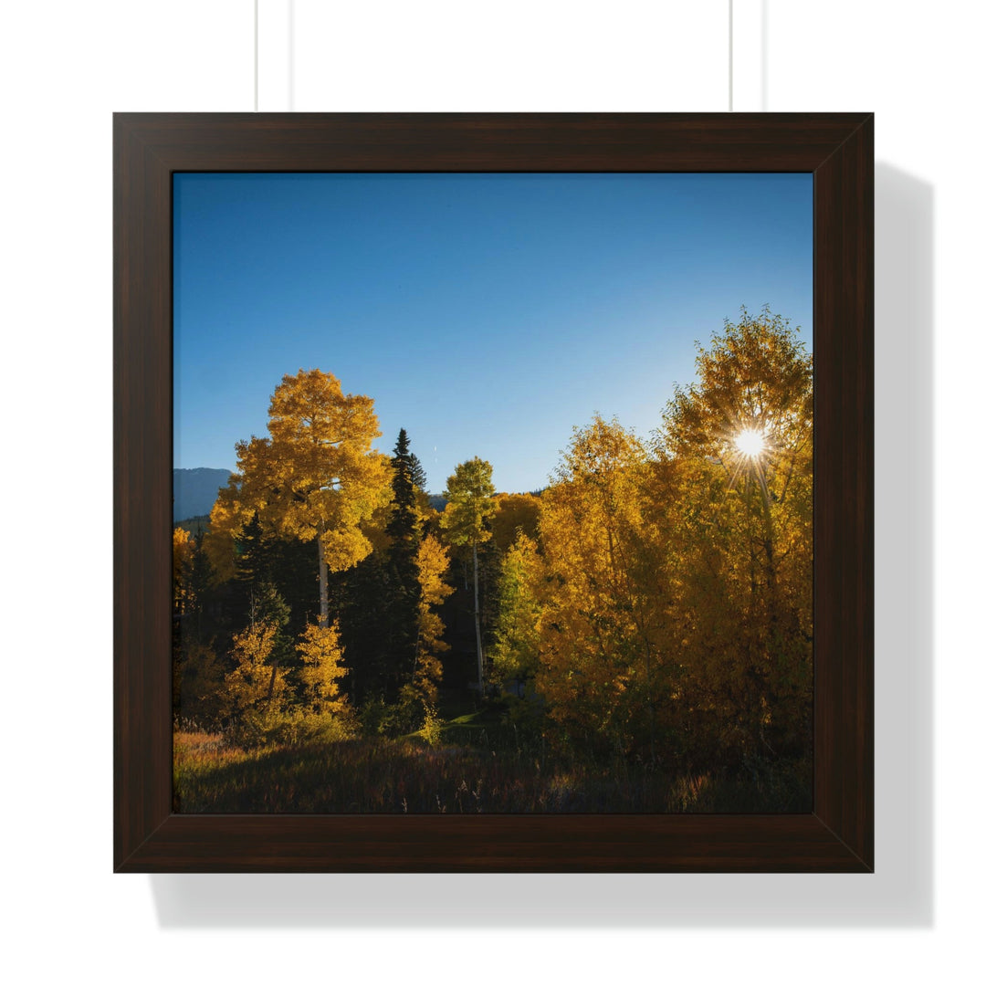 Sun Through the Aspens - Framed Print - Visiting This World