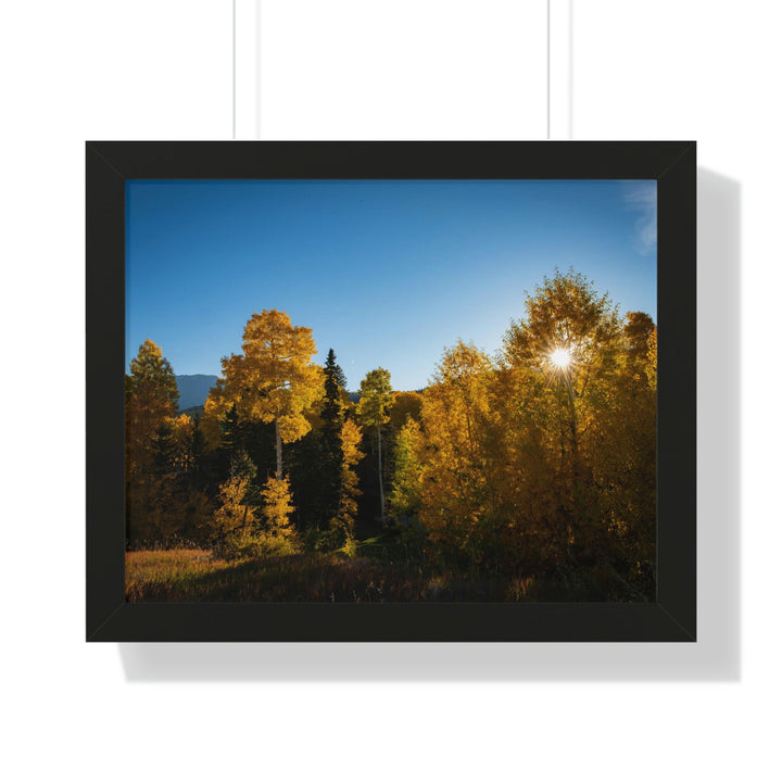 Sun Through the Aspens - Framed Print - Visiting This World