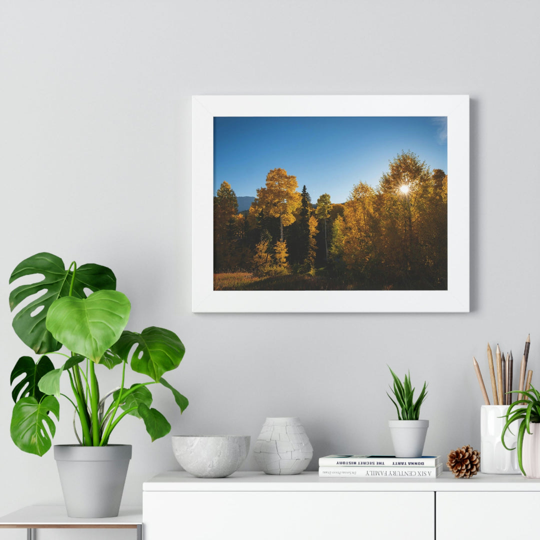 Sun Through the Aspens - Framed Print - Visiting This World