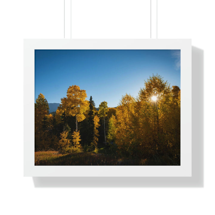 Sun Through the Aspens - Framed Print - Visiting This World