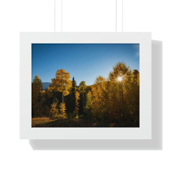 Sun Through the Aspens - Framed Print - Visiting This World