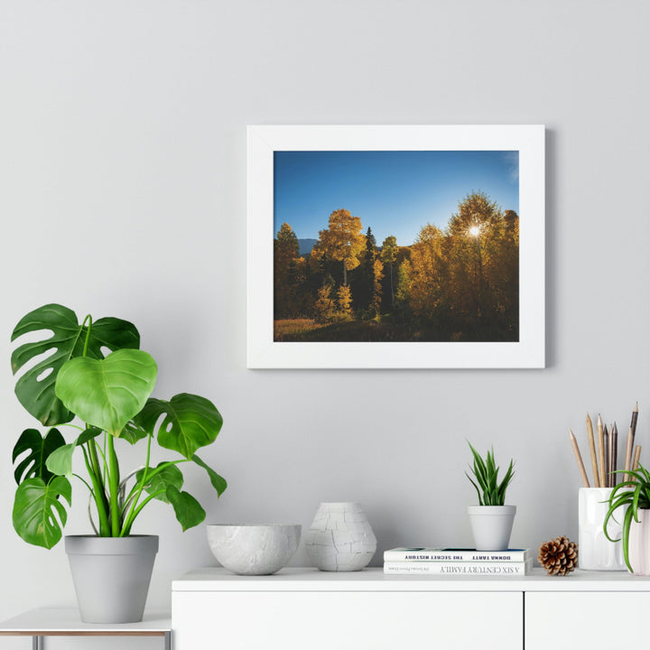 Sun Through the Aspens - Framed Print - Visiting This World