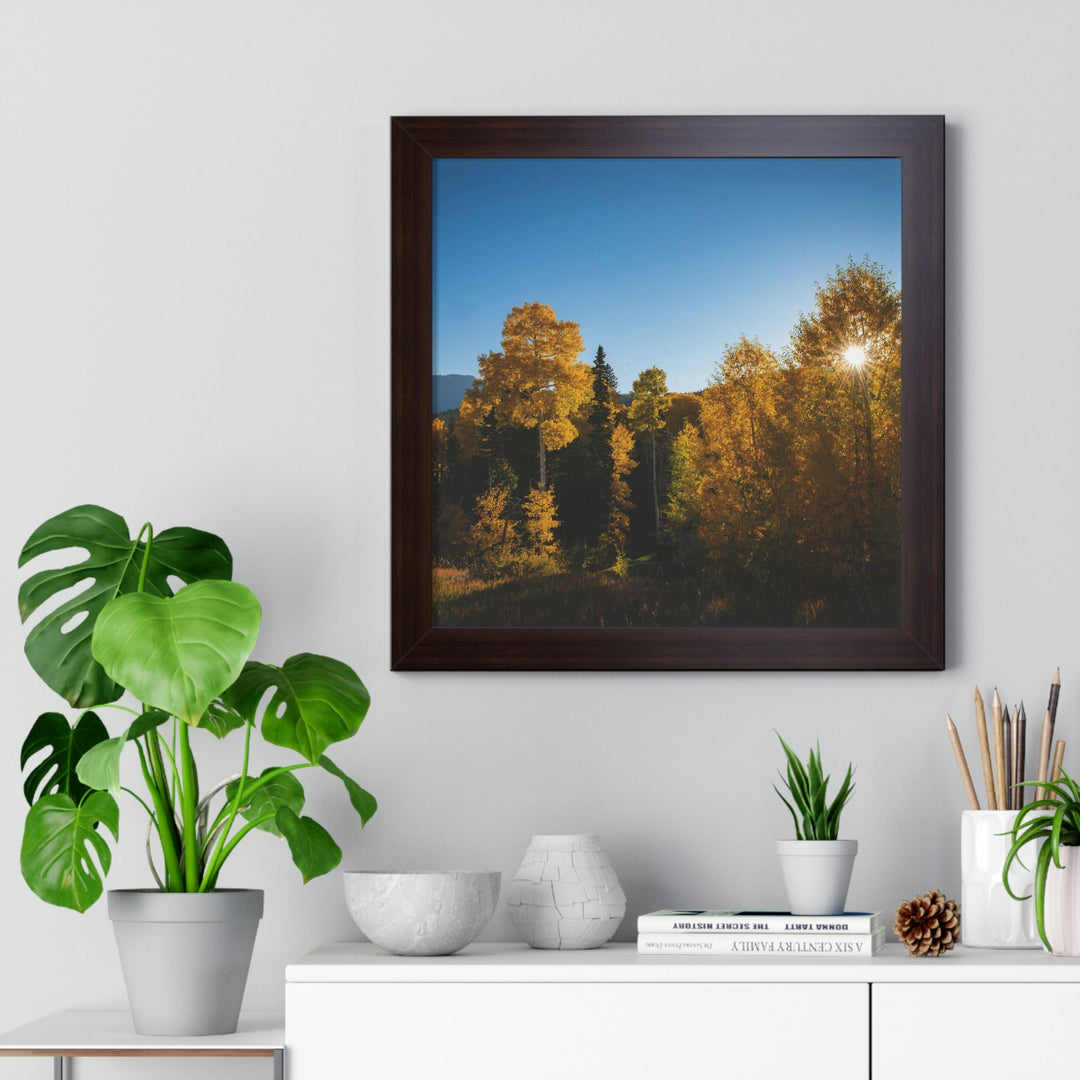 Sun Through the Aspens - Framed Print - Visiting This World