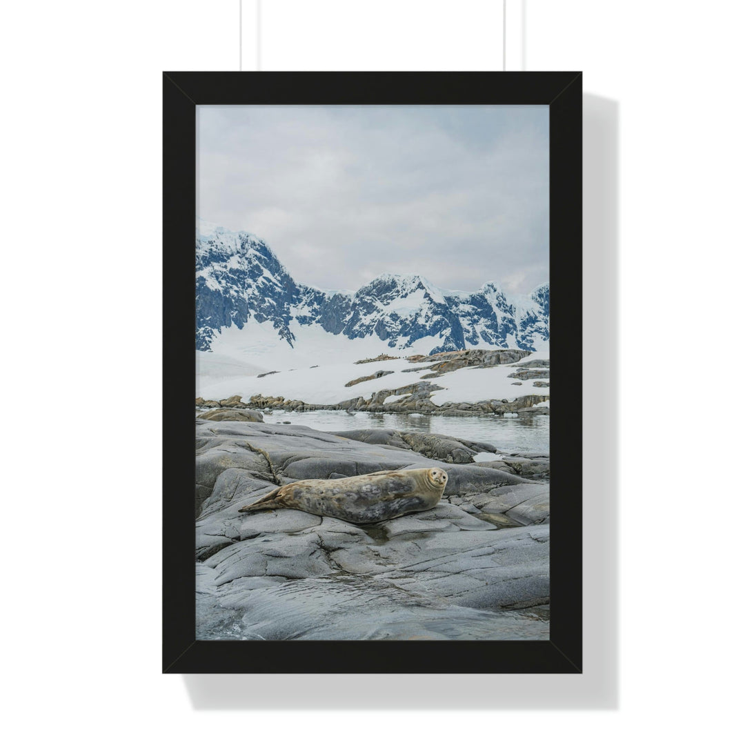 Weddell Relaxing - Framed Print - Visiting This World