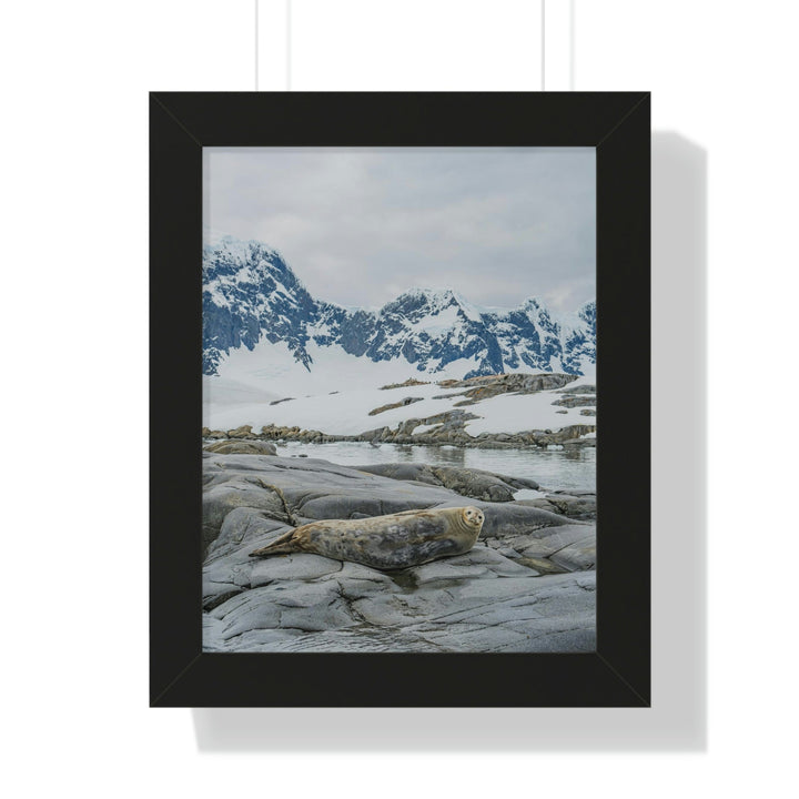 Weddell Relaxing - Framed Print - Visiting This World