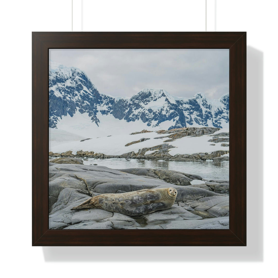 Weddell Relaxing - Framed Print - Visiting This World