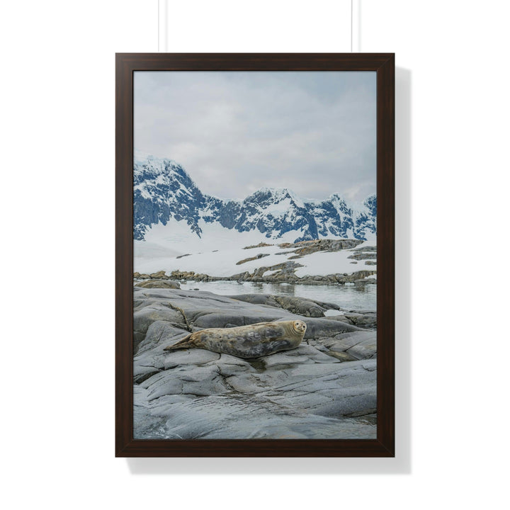 Weddell Relaxing - Framed Print - Visiting This World