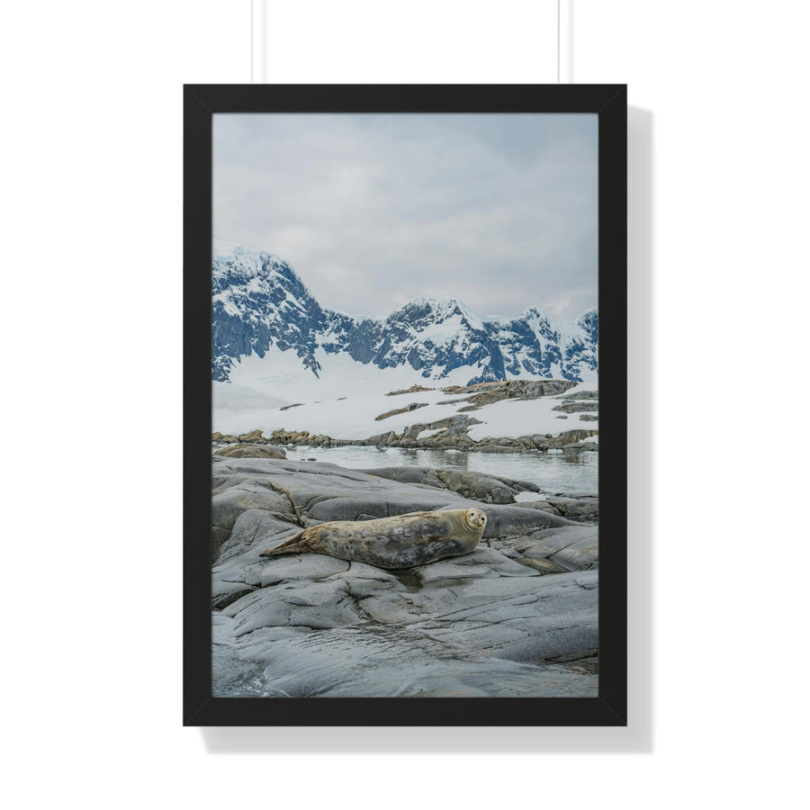 Weddell Relaxing - Framed Print - Visiting This World