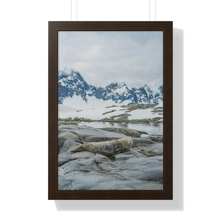 Weddell Relaxing - Framed Print - Visiting This World