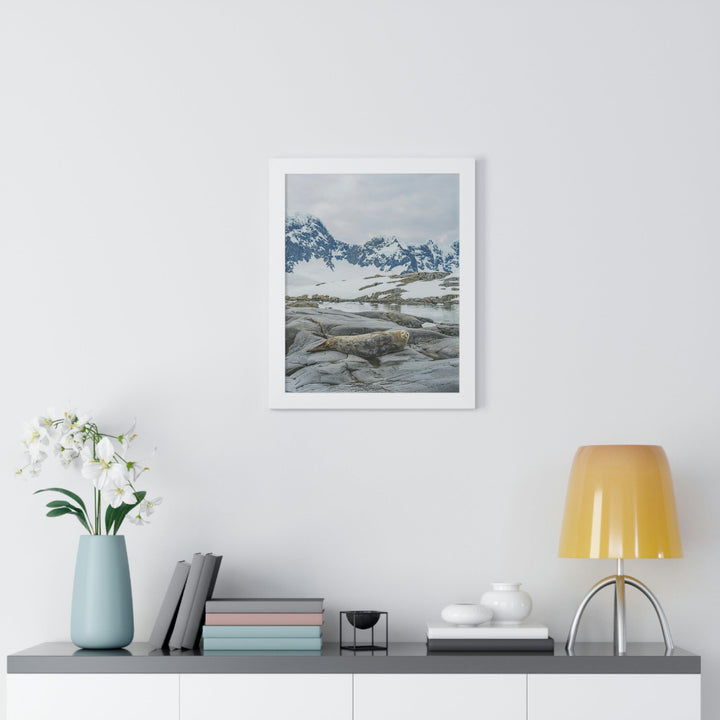 Weddell Relaxing - Framed Print - Visiting This World