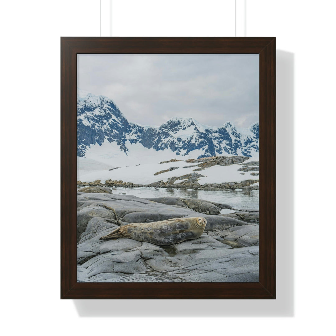 Weddell Relaxing - Framed Print - Visiting This World