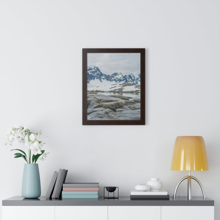 Weddell Relaxing - Framed Print - Visiting This World