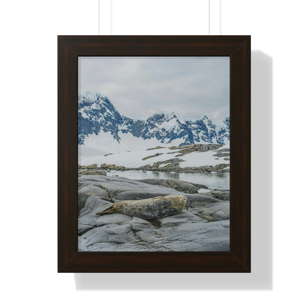 Weddell Relaxing - Framed Print - Visiting This World