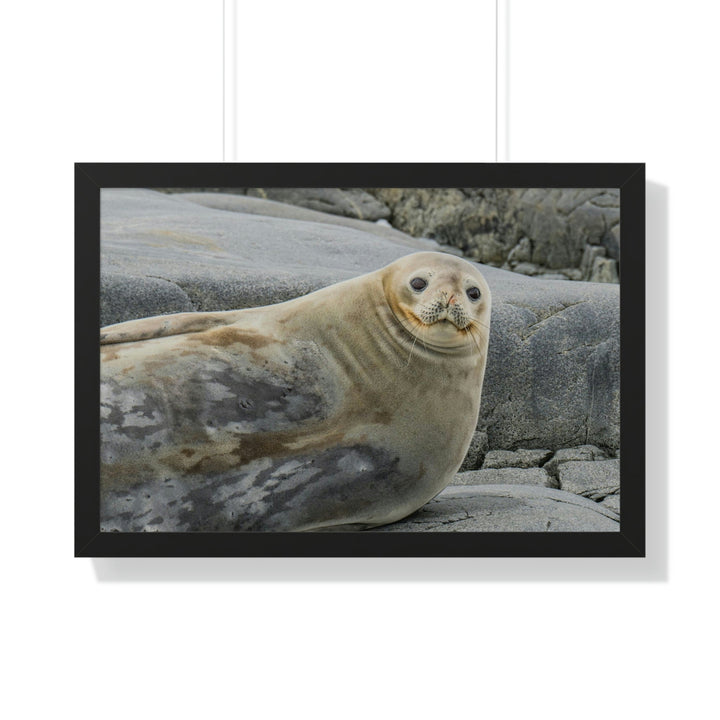 Weddell Smile - Framed Print - Visiting This World