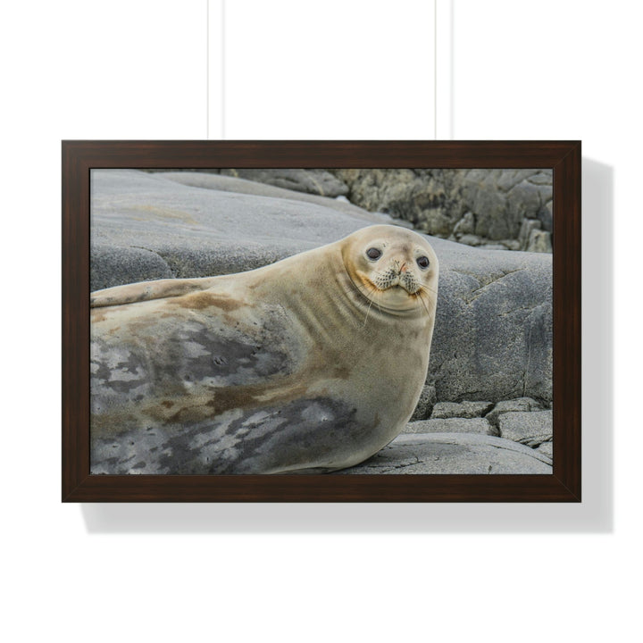 Weddell Smile - Framed Print - Visiting This World