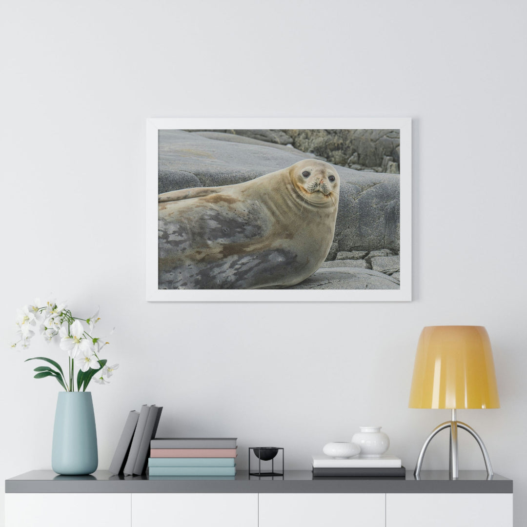 Weddell Smile - Framed Print - Visiting This World