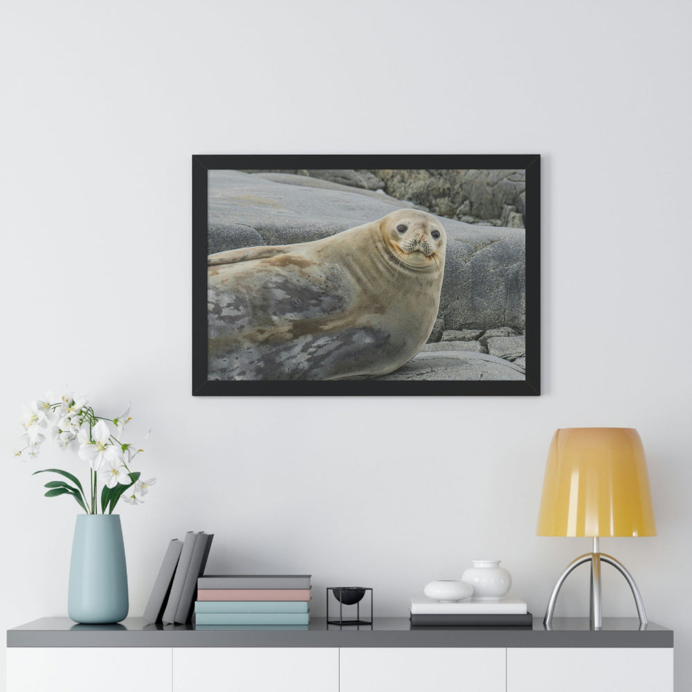 Weddell Smile - Framed Print - Visiting This World