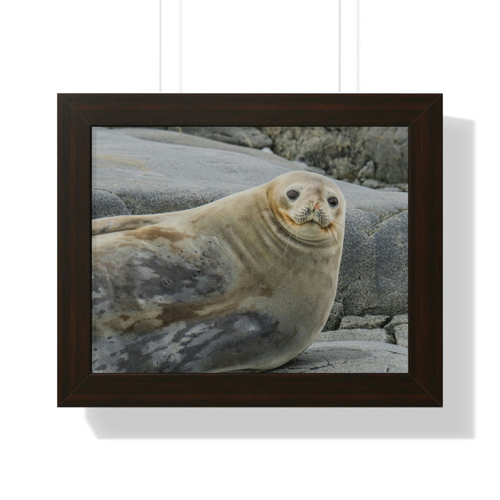 Weddell Smile - Framed Print - Visiting This World