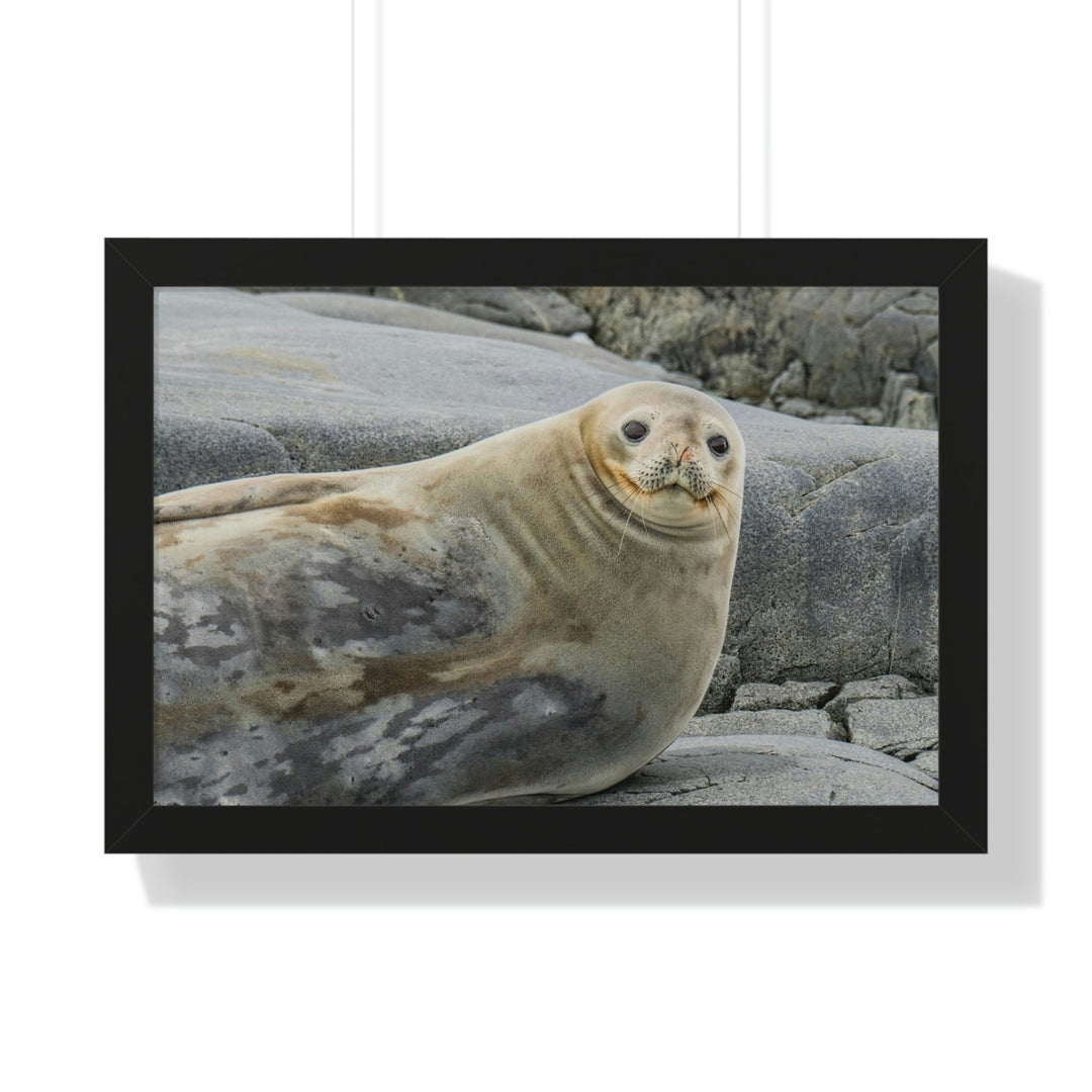 Weddell Smile - Framed Print - Visiting This World