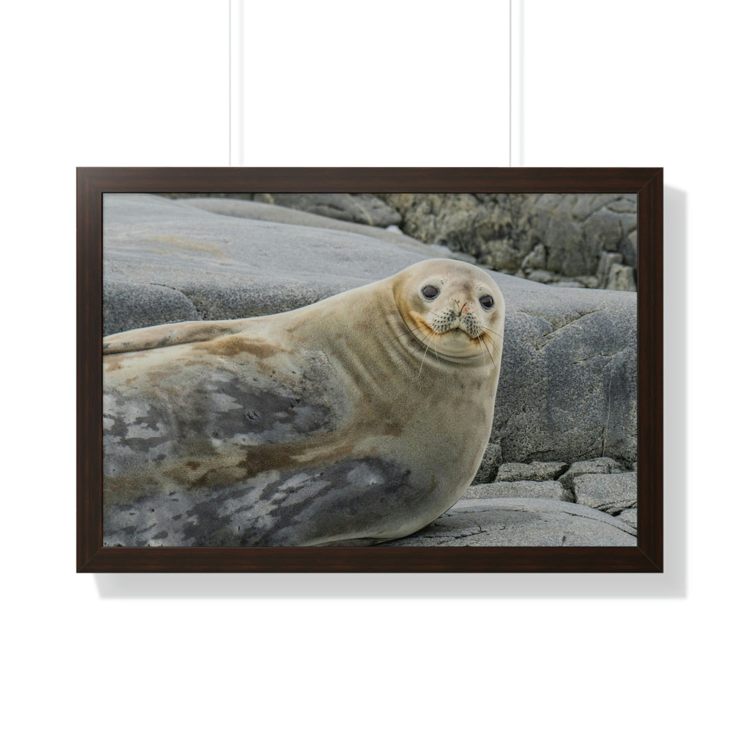 Weddell Smile - Framed Print - Visiting This World