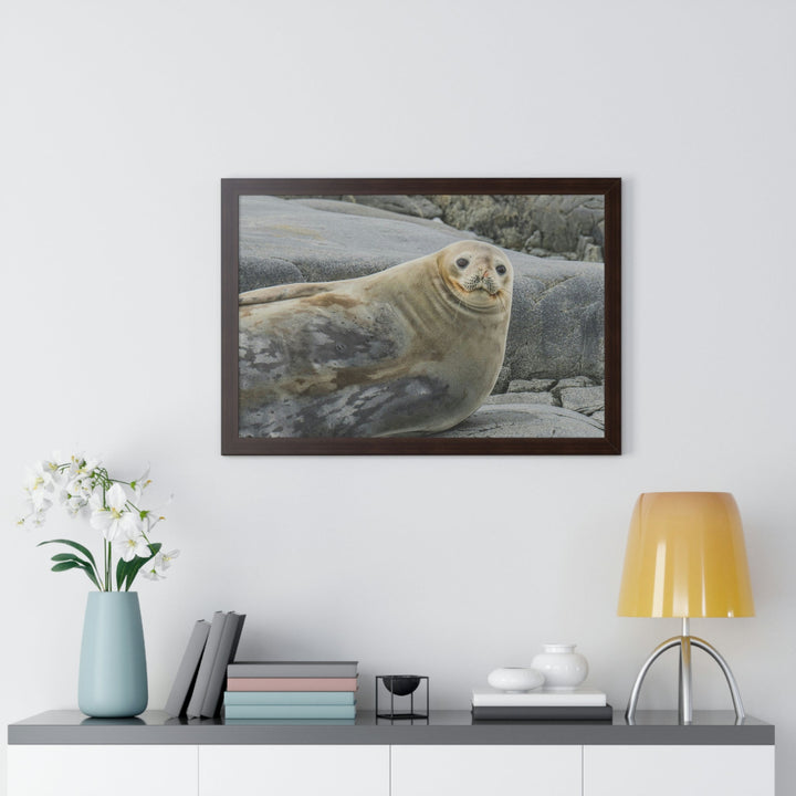 Weddell Smile - Framed Print - Visiting This World