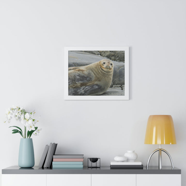 Weddell Smile - Framed Print - Visiting This World