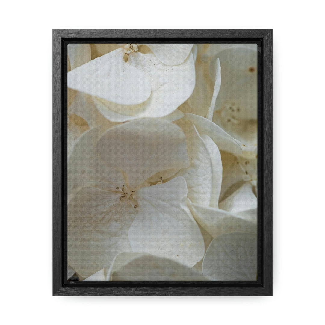 White Hydrangea Detail - Canvas with Frame - Visiting This World