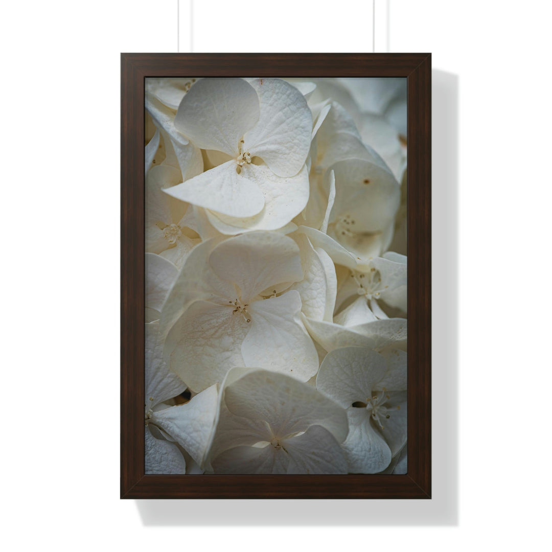 White Hydrangea Detail - Framed Print - Visiting This World