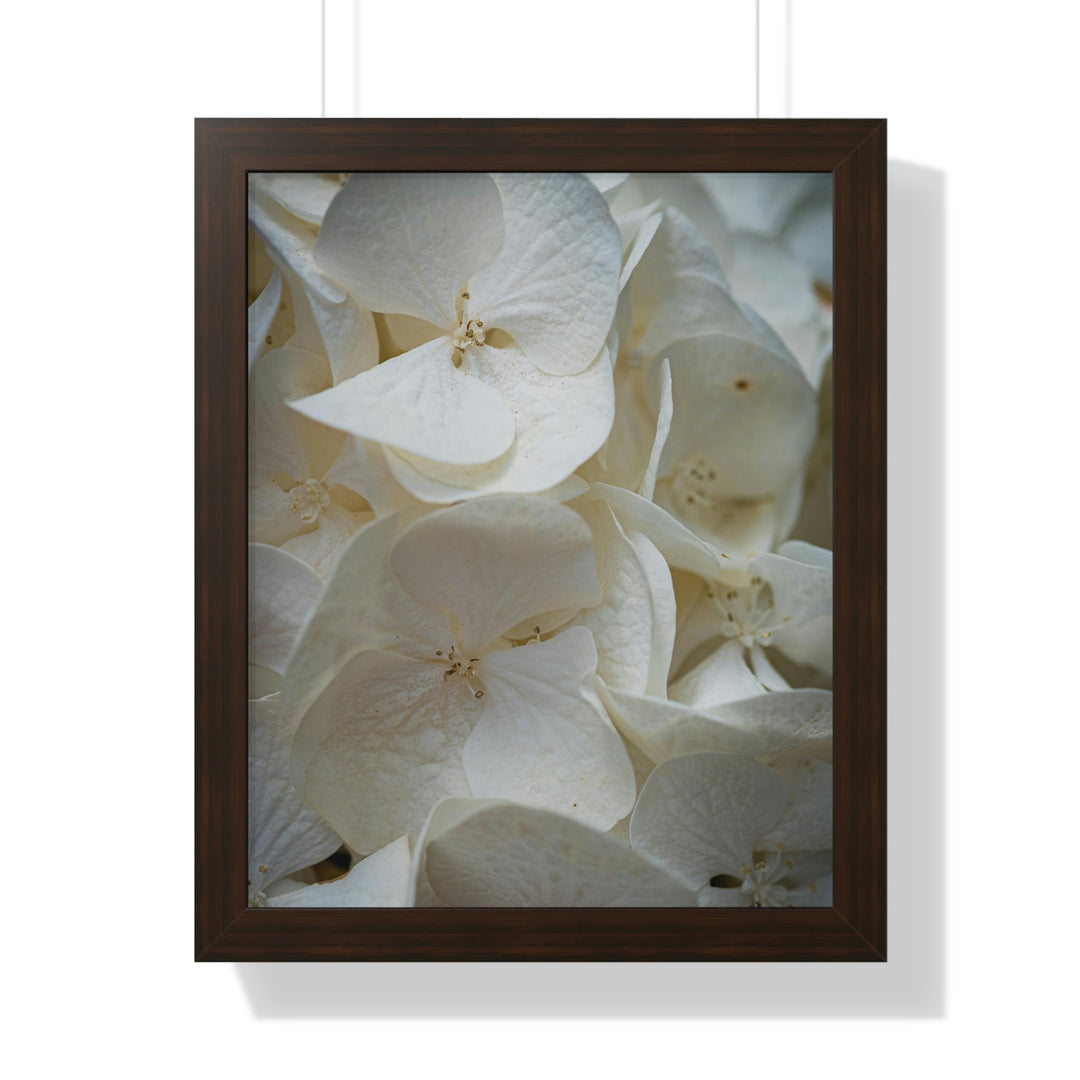 White Hydrangea Detail - Framed Print - Visiting This World