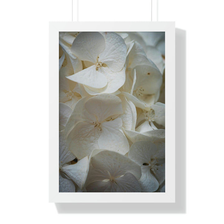 White Hydrangea Detail - Framed Print - Visiting This World