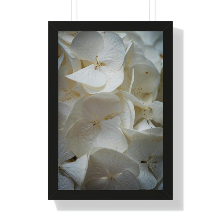 White Hydrangea Detail - Framed Print - Visiting This World